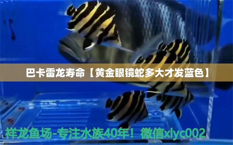 巴卡雷龍壽命【黃金眼鏡蛇多大才發(fā)藍(lán)色】 巴卡雷龍魚