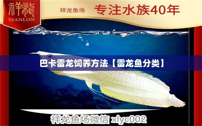 巴卡雷龍飼養(yǎng)方法【雷龍魚(yú)分類】 巴卡雷龍魚(yú)