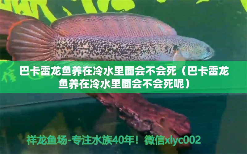 巴卡雷龍魚養(yǎng)在冷水里面會不會死（巴卡雷龍魚養(yǎng)在冷水里面會不會死呢）