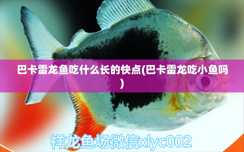 巴卡雷龍魚吃什么長的快點(巴卡雷龍吃小魚嗎) 巴卡雷龍魚