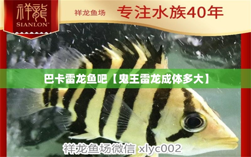 巴卡雷龍魚吧【鬼王雷龍成體多大】