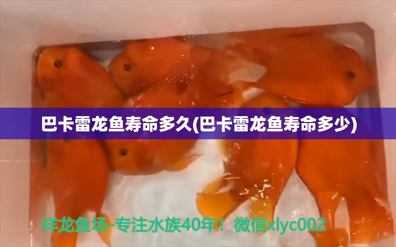 巴卡雷龍魚壽命多久(巴卡雷龍魚壽命多少) 巴卡雷龍魚