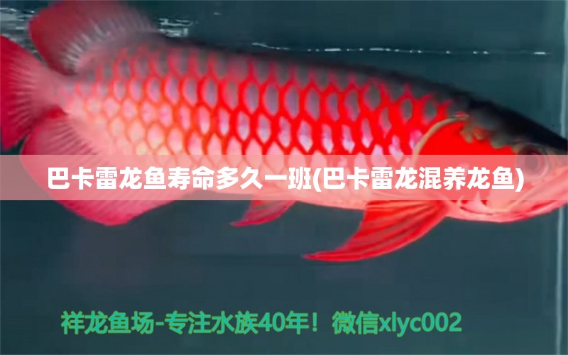 巴卡雷龍魚壽命多久一班(巴卡雷龍混養(yǎng)龍魚)