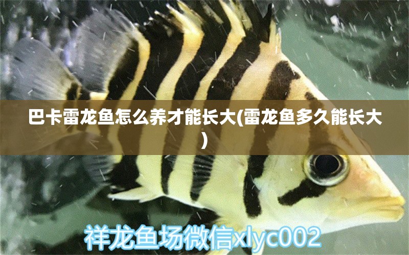 巴卡雷龍魚(yú)怎么養(yǎng)才能長(zhǎng)大(雷龍魚(yú)多久能長(zhǎng)大)