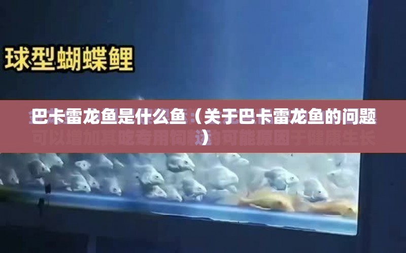 巴卡雷龍魚是什么魚（關(guān)于巴卡雷龍魚的問題） 水族問答 第1張