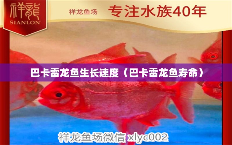 巴卡雷龍魚生長速度（巴卡雷龍魚壽命）