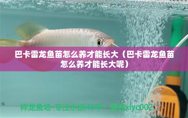 巴卡雷龍魚(yú)苗怎么養(yǎng)才能長(zhǎng)大（巴卡雷龍魚(yú)苗怎么養(yǎng)才能長(zhǎng)大呢） 巴卡雷龍魚(yú)