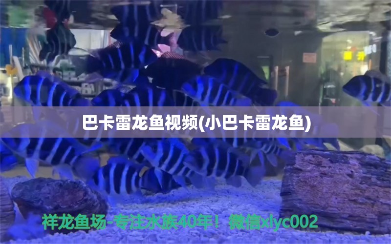 巴卡雷龍魚視頻(小巴卡雷龍魚) 巴卡雷龍魚