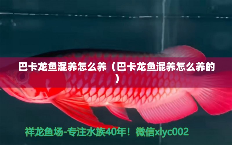 巴卡龍魚(yú)混養(yǎng)怎么養(yǎng)（巴卡龍魚(yú)混養(yǎng)怎么養(yǎng)的） 觀(guān)賞魚(yú)市場(chǎng)（混養(yǎng)魚(yú)）