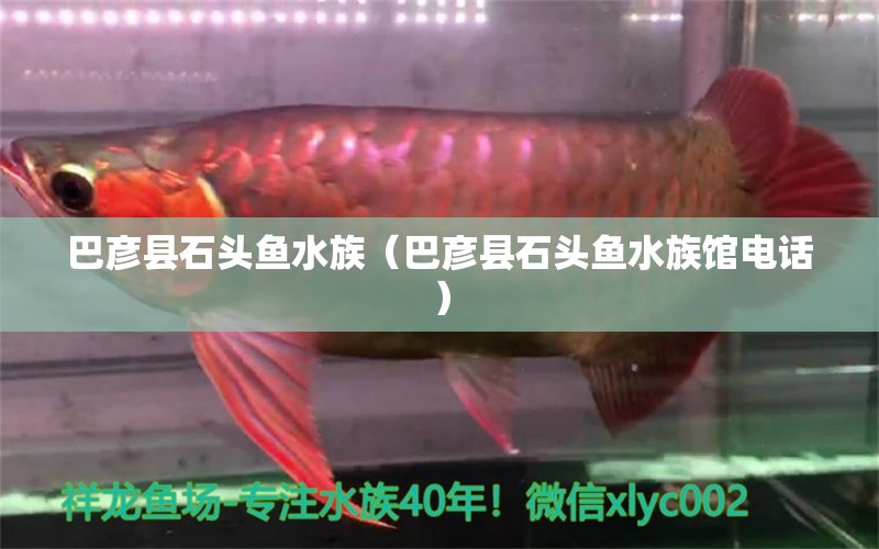 巴彥縣石頭魚水族（巴彥縣石頭魚水族館電話）