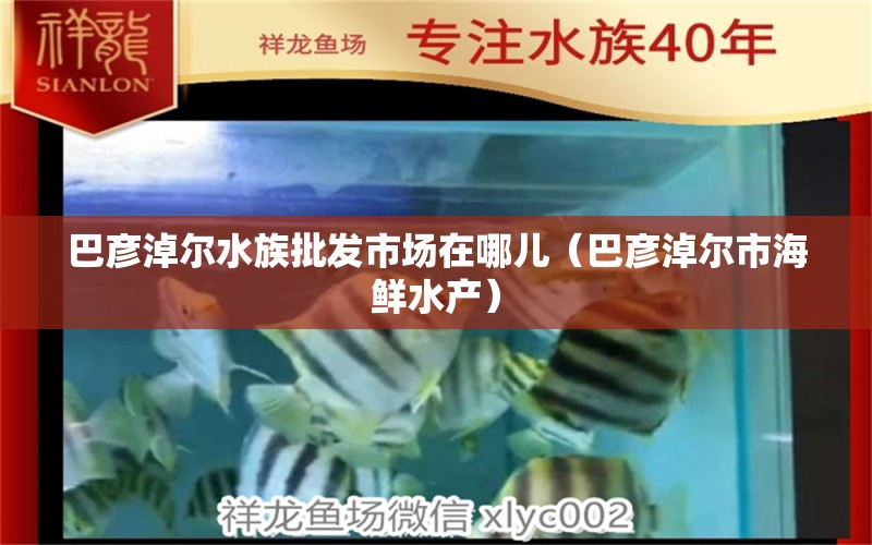 巴彥淖爾水族批發(fā)市場在哪兒（巴彥淖爾市海鮮水產(chǎn)） 福滿鉆魚