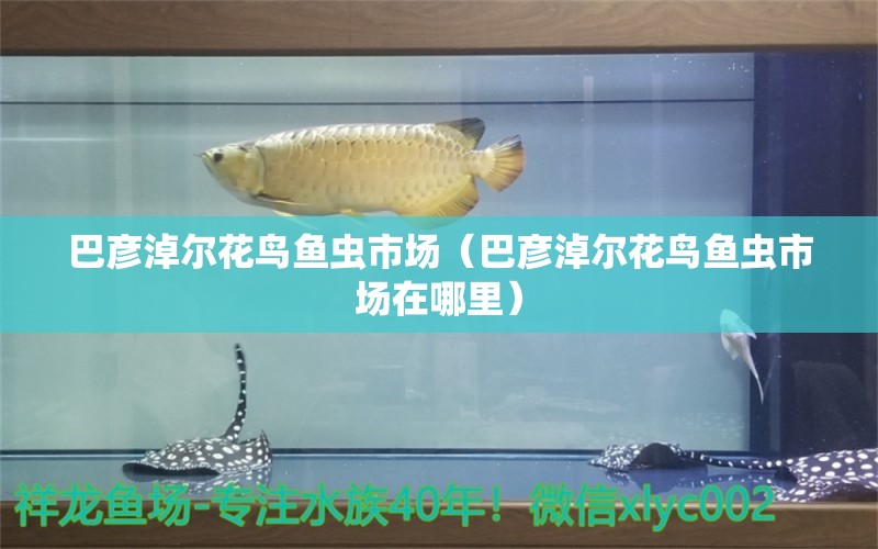 巴彥淖爾花鳥魚蟲市場（巴彥淖爾花鳥魚蟲市場在哪里）