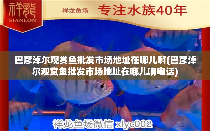 巴彥淖爾觀賞魚批發(fā)市場地址在哪兒啊(巴彥淖爾觀賞魚批發(fā)市場地址在哪兒啊電話) 生態(tài)瓶/創(chuàng)意缸/桌面微景缸