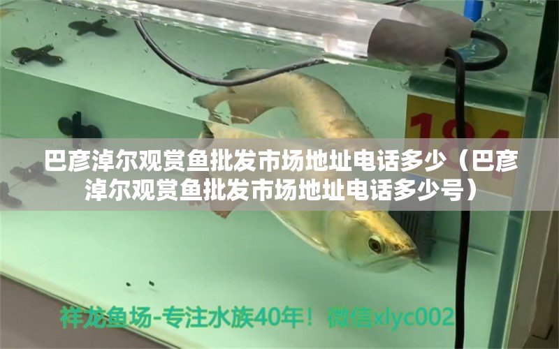 巴彥淖爾觀賞魚批發(fā)市場地址電話多少（巴彥淖爾觀賞魚批發(fā)市場地址電話多少號）