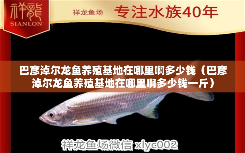 巴彥淖爾龍魚養(yǎng)殖基地在哪里啊多少錢（巴彥淖爾龍魚養(yǎng)殖基地在哪里啊多少錢一斤） 祥龍水族醫(yī)院