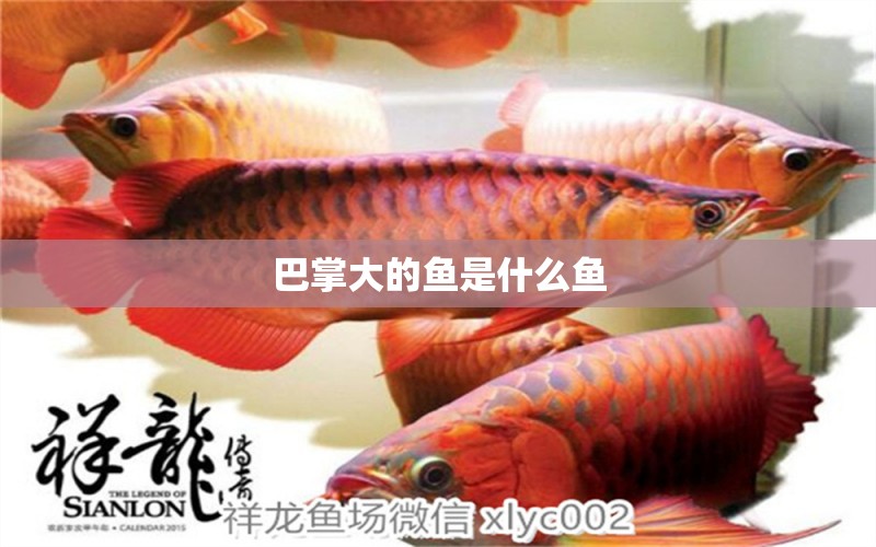 巴掌大的魚是什么魚 白玉紅龍魚 第1張