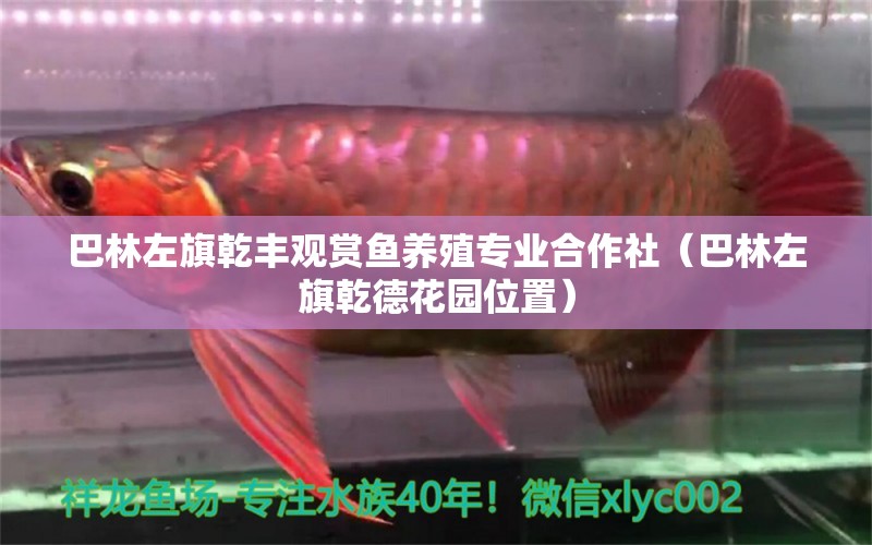 巴林左旗乾豐觀賞魚養(yǎng)殖專業(yè)合作社（巴林左旗乾德花園位置） 全國水族館企業(yè)名錄