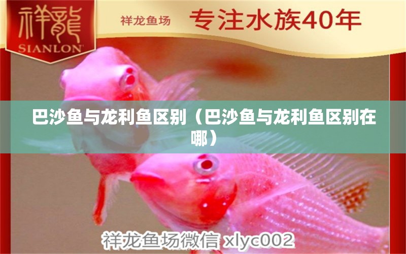 巴沙魚與龍利魚區(qū)別（巴沙魚與龍利魚區(qū)別在哪）