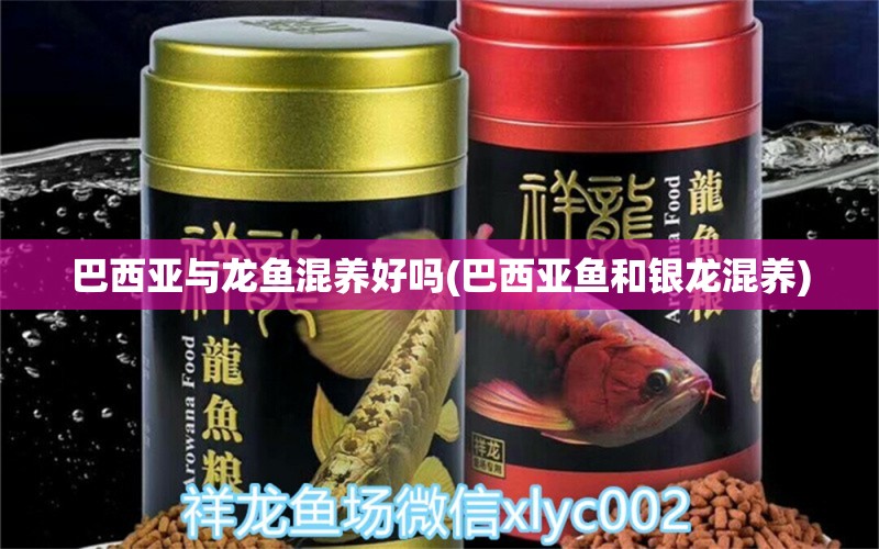 巴西亞與龍魚混養(yǎng)好嗎(巴西亞魚和銀龍混養(yǎng)) 巴西亞魚