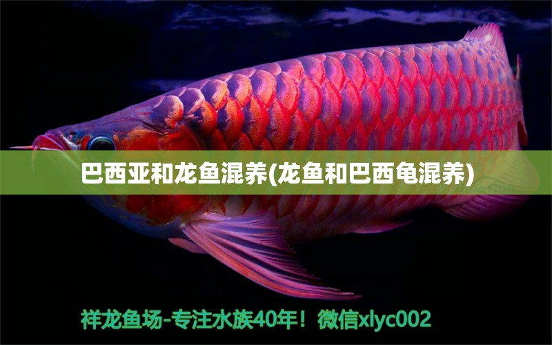 巴西亞和龍魚混養(yǎng)(龍魚和巴西龜混養(yǎng)) 烏龜