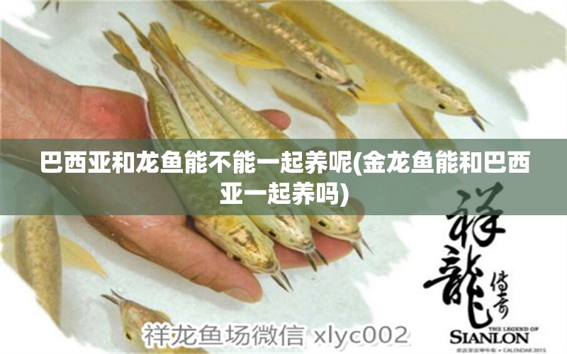 巴西亞和龍魚(yú)能不能一起養(yǎng)呢(金龍魚(yú)能和巴西亞一起養(yǎng)嗎) 巴西亞魚(yú)