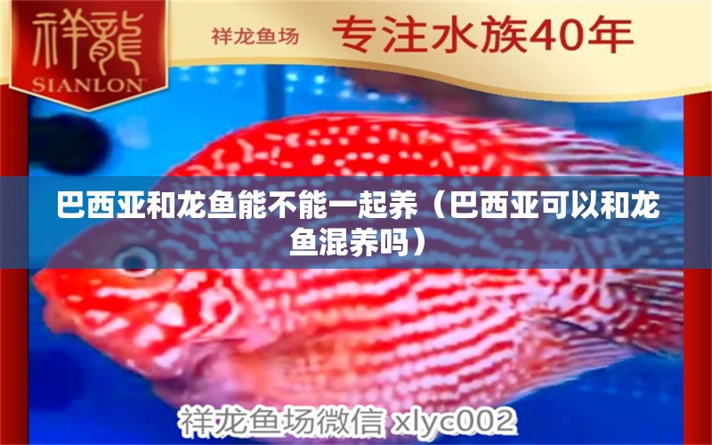 巴西亞和龍魚(yú)能不能一起養(yǎng)（巴西亞可以和龍魚(yú)混養(yǎng)嗎）