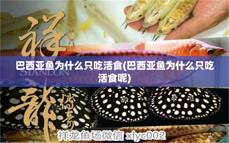 巴西亞魚(yú)為什么只吃活食(巴西亞魚(yú)為什么只吃活食呢)