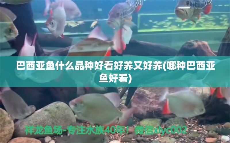 巴西亞魚什么品種好看好養(yǎng)又好養(yǎng)(哪種巴西亞魚好看) 巴西亞魚