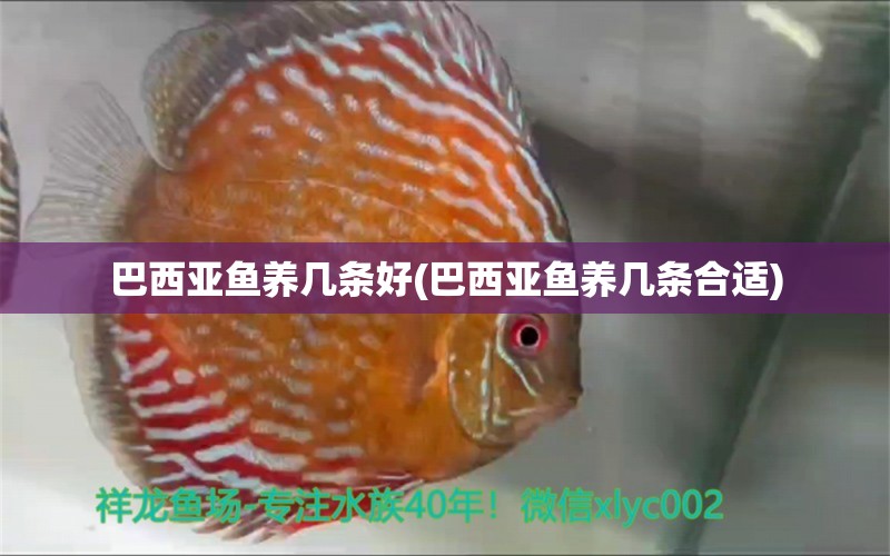 巴西亞魚養(yǎng)幾條好(巴西亞魚養(yǎng)幾條合適)