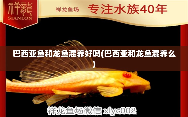 巴西亞魚和龍魚混養(yǎng)好嗎(巴西亞和龍魚混養(yǎng)么) 巴西亞魚