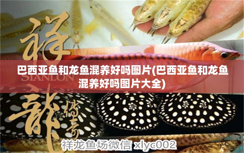 巴西亞魚和龍魚混養(yǎng)好嗎圖片(巴西亞魚和龍魚混養(yǎng)好嗎圖片大全) 巴西亞魚