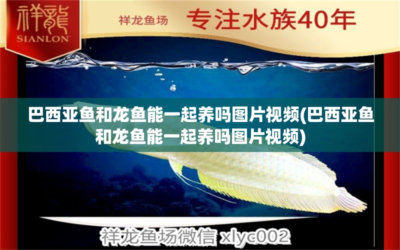 巴西亞魚和龍魚能一起養(yǎng)嗎圖片視頻(巴西亞魚和龍魚能一起養(yǎng)嗎圖片視頻) 巴西亞魚