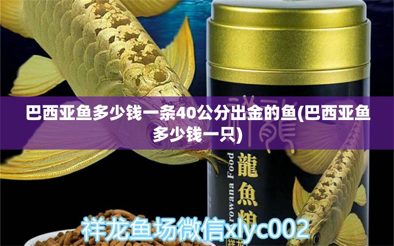 巴西亞魚多少錢一條40公分出金的魚(巴西亞魚多少錢一只) 巴西亞魚