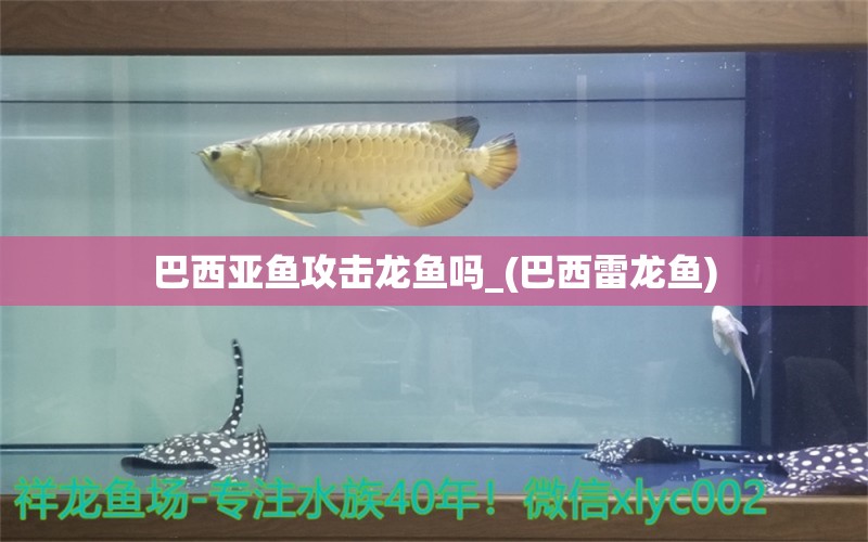 巴西亞魚攻擊龍魚嗎_(巴西雷龍魚)