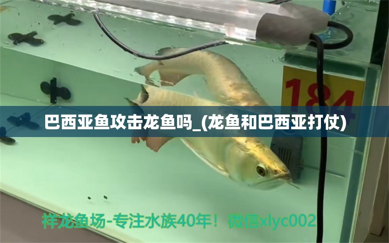 巴西亞魚攻擊龍魚嗎_(龍魚和巴西亞打仗)