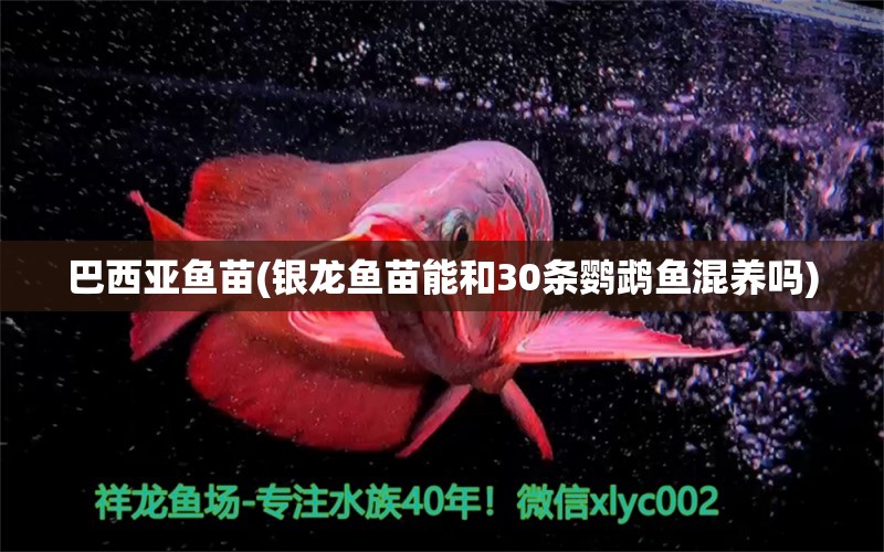 巴西亞魚苗(銀龍魚苗能和30條鸚鵡魚混養(yǎng)嗎) 鸚鵡魚