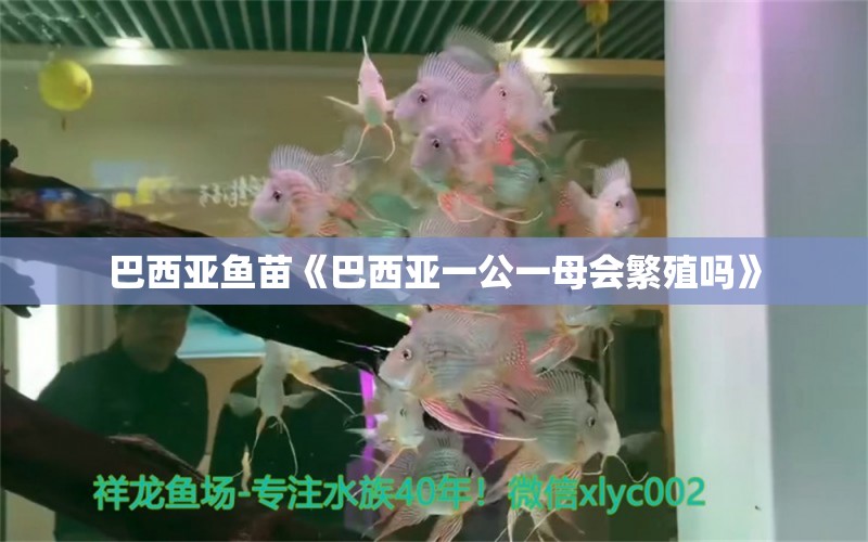 巴西亞魚苗《巴西亞一公一母會繁殖嗎》 巴西亞魚