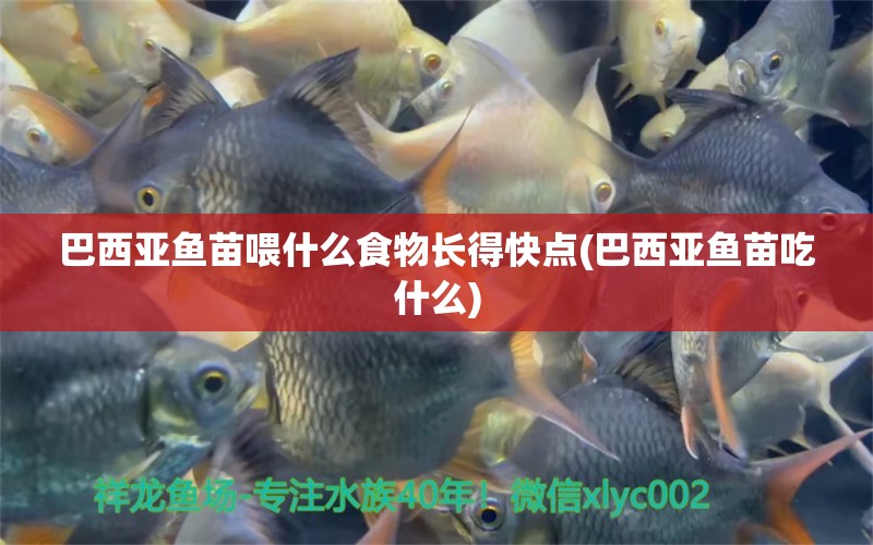 巴西亞魚苗喂什么食物長得快點(巴西亞魚苗吃什么) 巴西亞魚