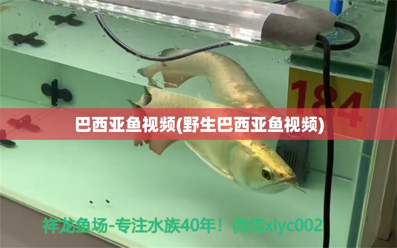 巴西亞魚視頻(野生巴西亞魚視頻) 巴西亞魚