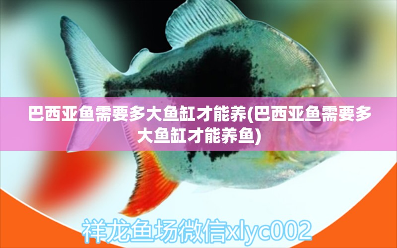 巴西亞魚需要多大魚缸才能養(yǎng)(巴西亞魚需要多大魚缸才能養(yǎng)魚) 巴西亞魚