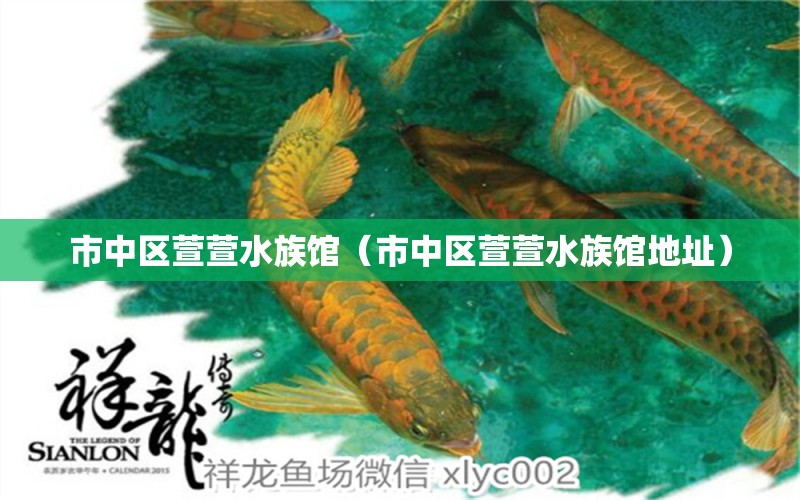 市中區(qū)萱萱水族館（市中區(qū)萱萱水族館地址） 全國(guó)水族館企業(yè)名錄