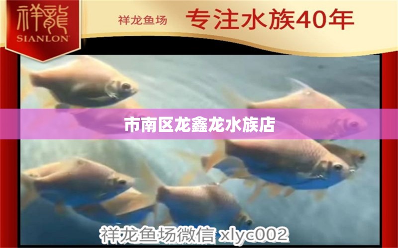 市南區(qū)龍鑫龍水族店 全國水族館企業(yè)名錄