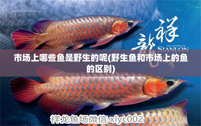 市場上哪些魚是野生的呢(野生魚和市場上的魚的區(qū)別) 祥龍魚藥系列