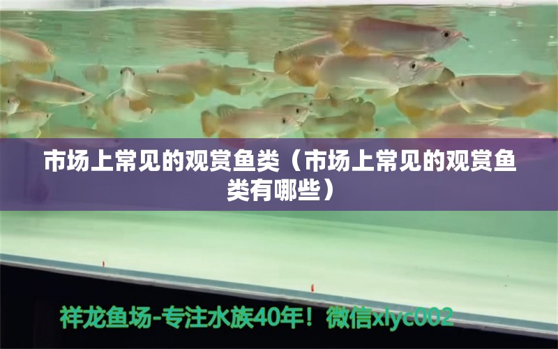 市場上常見的觀賞魚類（市場上常見的觀賞魚類有哪些） 量子養(yǎng)魚技術