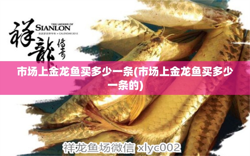 市場上金龍魚買多少一條(市場上金龍魚買多少一條的) 白子銀版魚