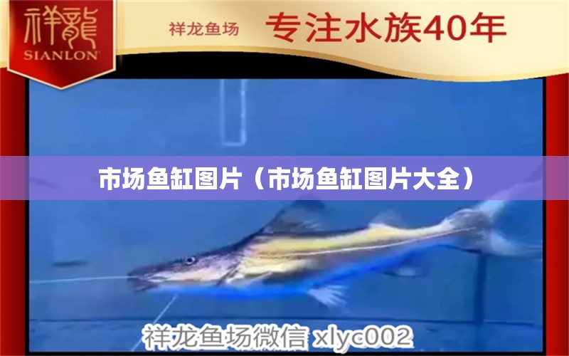 市場魚缸圖片（市場魚缸圖片大全）