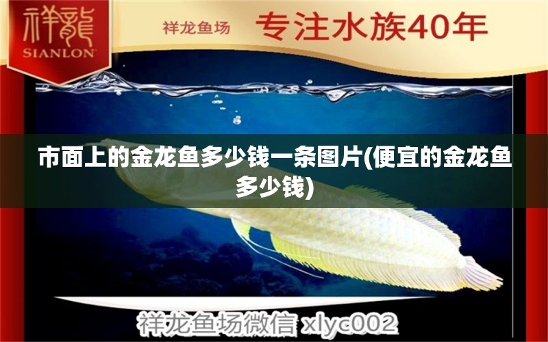 市面上的金龍魚(yú)多少錢(qián)一條圖片(便宜的金龍魚(yú)多少錢(qián))