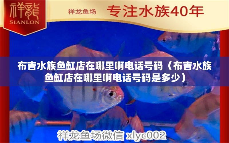 布吉水族魚缸店在哪里啊電話號碼（布吉水族魚缸店在哪里啊電話號碼是多少） 祥龍水族醫(yī)院