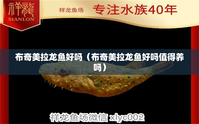 布奇美拉龍魚好嗎（布奇美拉龍魚好嗎值得養(yǎng)嗎） 祥龍水族醫(yī)院