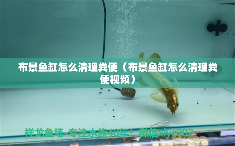 布景魚缸怎么清理糞便（布景魚缸怎么清理糞便視頻） 祥龍龍魚魚糧